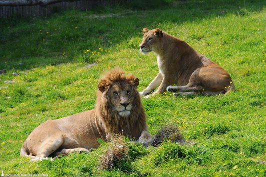 Izmir Zoo