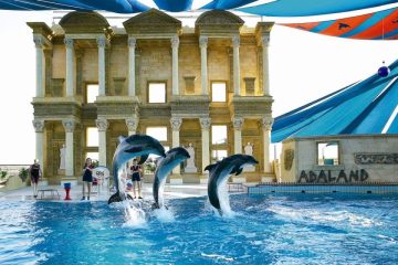 Dolphin Show